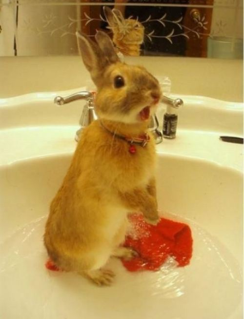 Bunny regrets not locking the door