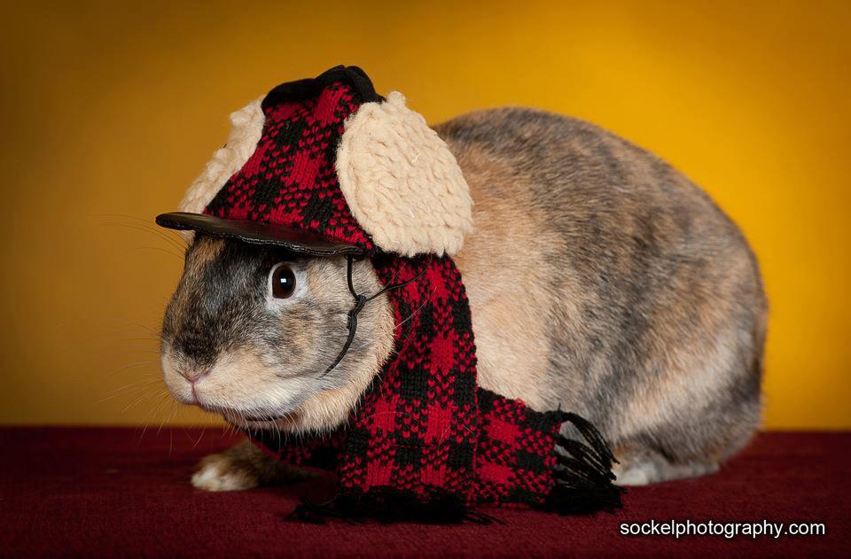 I'm a lumberjack and I'm OK