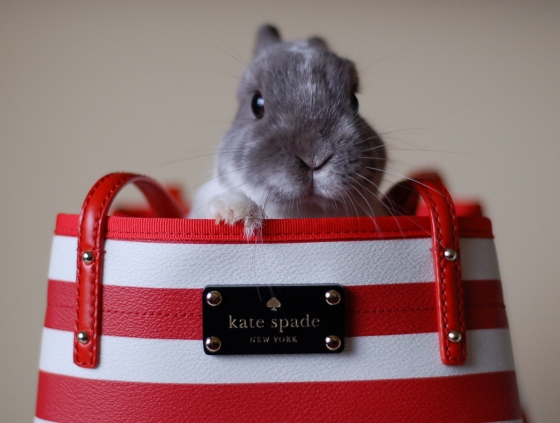 Kate Spade